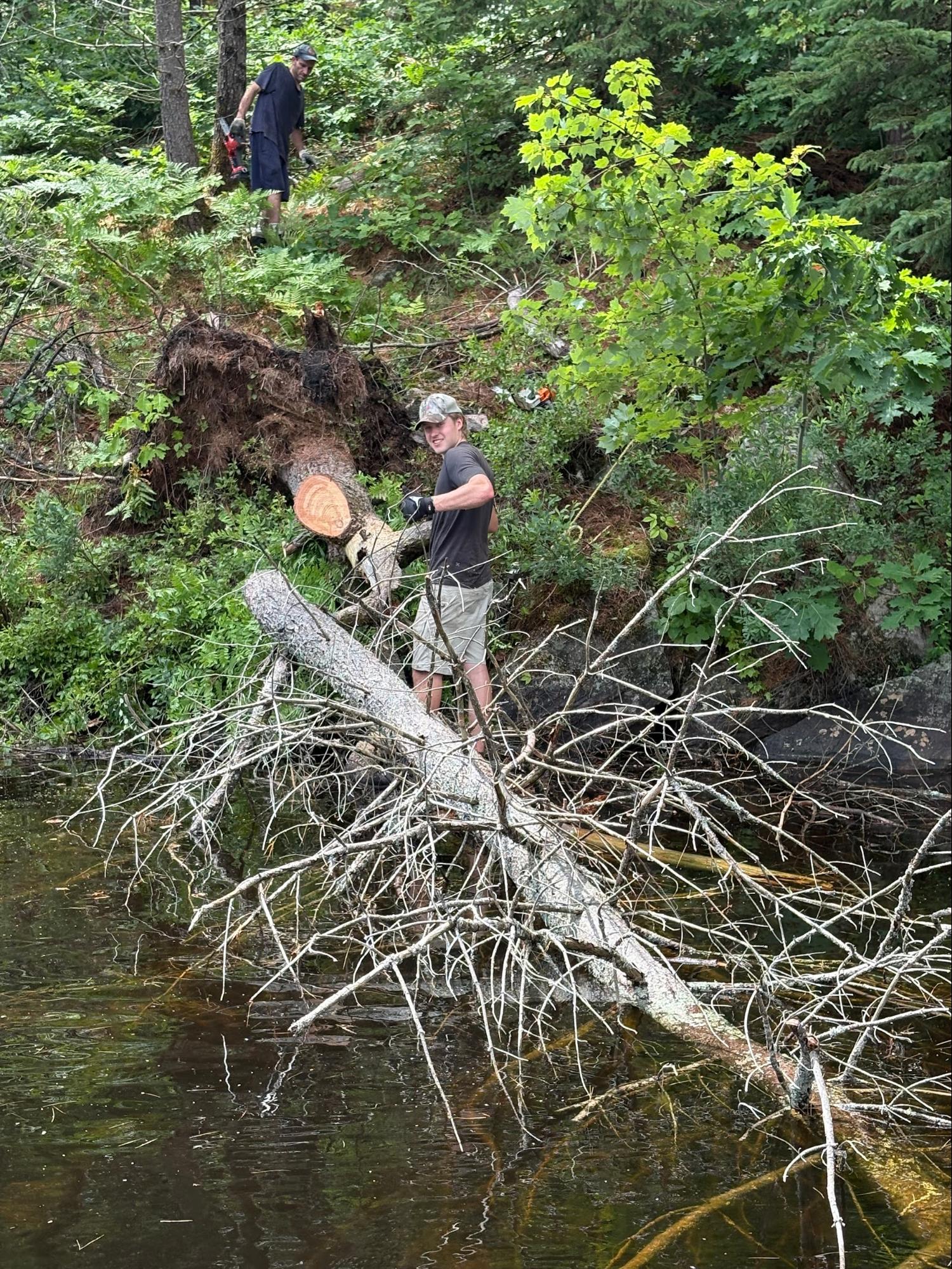 Waterfront tree removal and cleanup